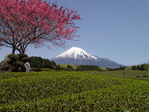富士山3776路線看到富士山的位置