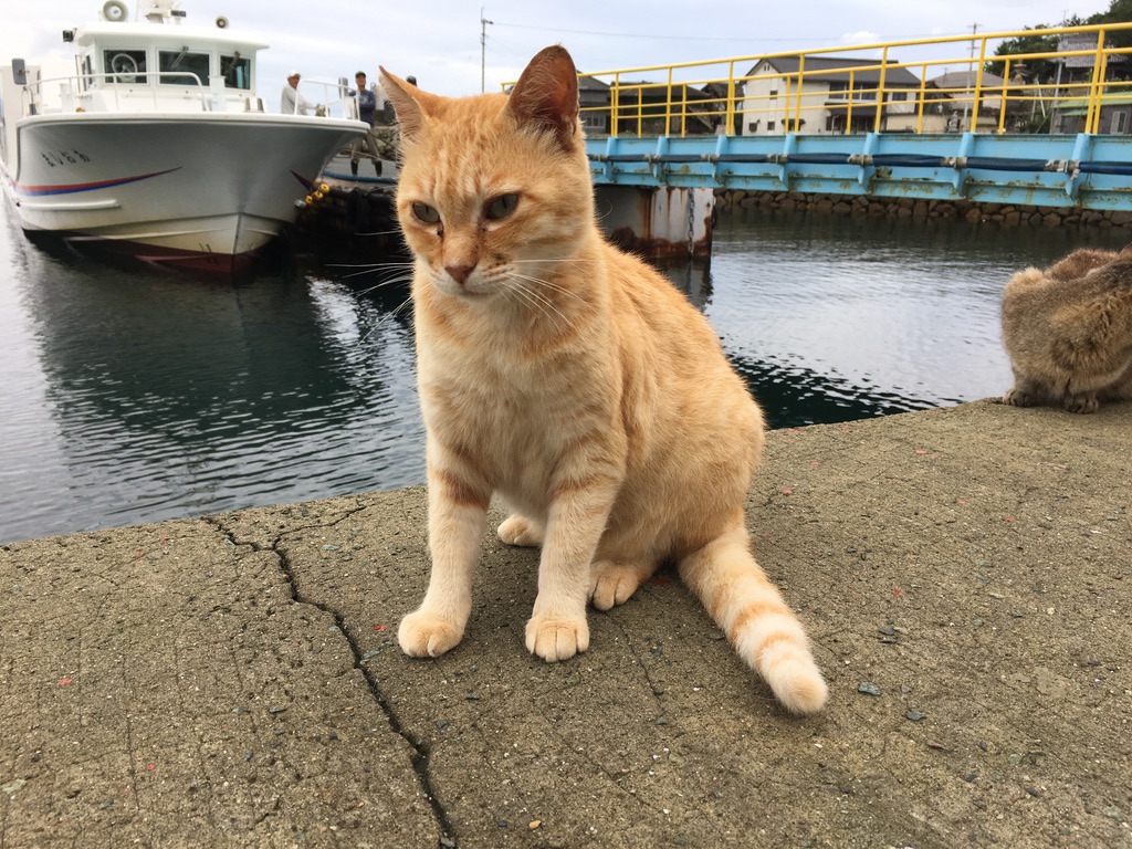Visiting Aoshima – Japan's premiere Cat Island! (Ehime)