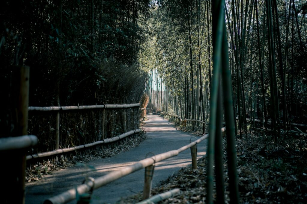 Sightseeing bamboo forest trail in Arashiyama, Kyoto