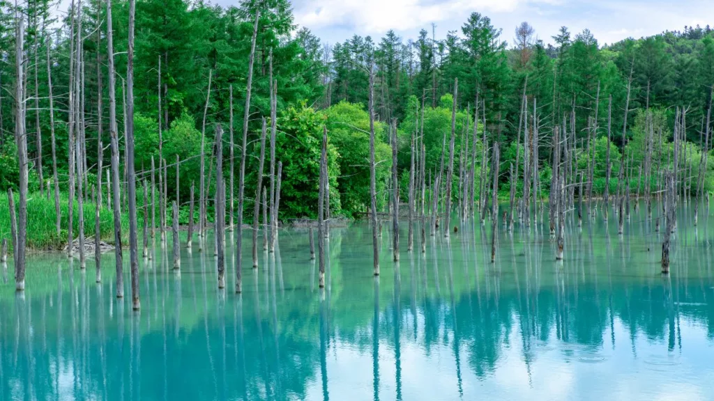 홋카이도 백금의 푸른 연못