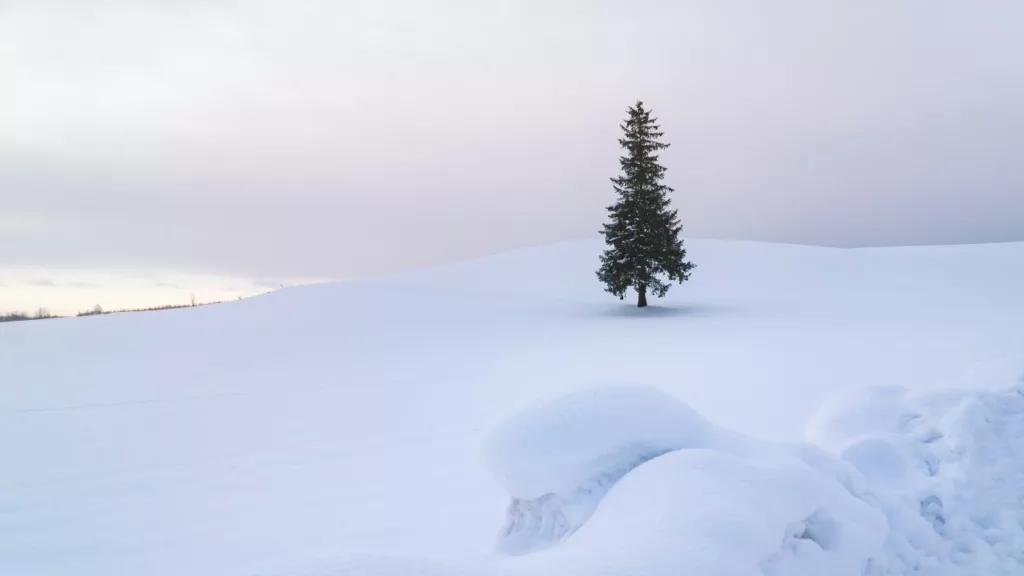 北海道美瑛聖誕之樹