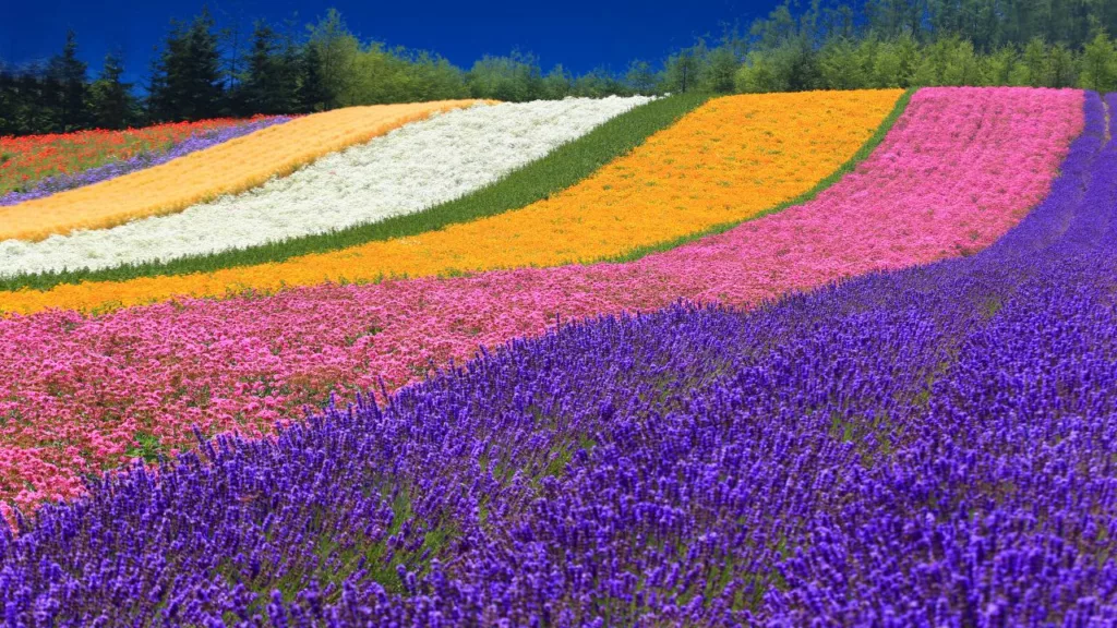 Hokkaido summer flower fields