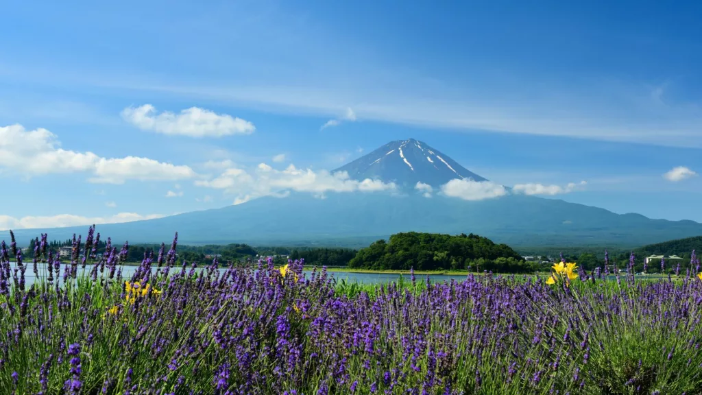 The Kawaguchiko Lavender Festival is a limited attraction that must be visited every June