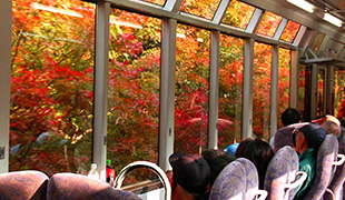 Autumn scenery of Kibune Eizan train in Kyoto