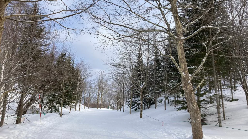 国营泷野铃兰丘陵公园-在冬季的森林景色